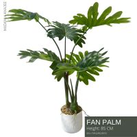 Fan palm Height 85 Cm ต้นปาล์มใบพัด 85 ซม.