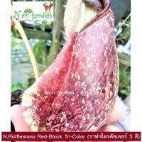 Upper ต้นหม้อข้าวหม้อแกงลิง พันธุ์ N.Rafflesiana Red-Black Tri-Color (ราฟฟิซซิเอน่าไตรคัลเลอร์ 3 สี) (ส่งทั้งกระถาง 6 - 8 นิ้ว) ไม้กินแมลง ไม้ประดับ-แต่งสวน