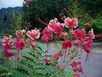 30 เมล็ด เมล็ดพันธุ์ Bonsai Seed  หางนกยูงฝรั่ง ดอกสีชมพู Flame Tree, Flamboyant, Royal Poinciana