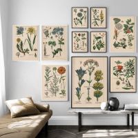 ₪☂ Vintage Botanical Herbs โปสเตอร์และภาพพิมพ์ Home Wall Decor พืชโบราณ Botany Wall Art ภาพวาดผ้าใบสำหรับห้องครัว