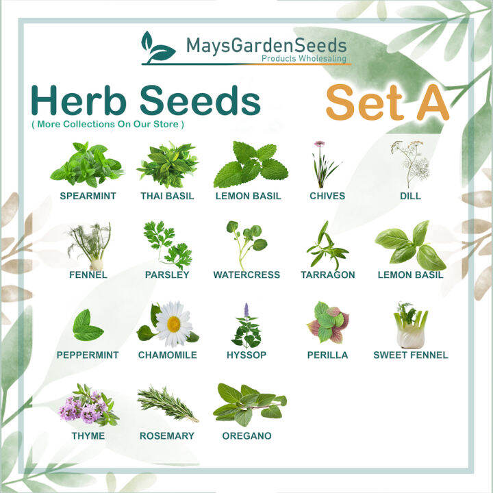 [Mays Garden Seeds] Herb Seeds Collection Set A, Basil, Chamomile ...