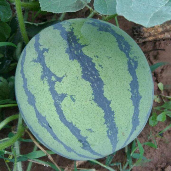 Rock candy kirin watermelon seed yield thin skin seedless 8424 kirin ...