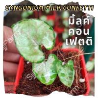 1 กระถาง ต้นเงินไหลมาไซโกเนียมมิ้วคอนเฟตติ Syngonium milk confetti ขนาดกระถาง2.5นิ้ว จัดส่งแบบยกกระถาง