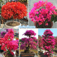 Ready Stock 100 ชิ้น/แพ็ค ต้นเฟื่องฟ้าแคระ (Bougainvillea Seed) สามารถใช้เป็นไม้ประดับสีเขียว เมล็ดพันธุ์ดอกไม้ ไม้ประดับ ต้นไม้เลื้อย เมล็ดต้นบอนสี ตกแต่งสวน ทำสวน - Flower Seeds for Sale - อัตราการงอกสูง ，สามารถปลูกได้ทุกฤดูกาล