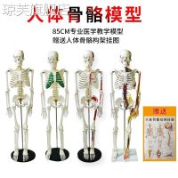 human skeleton model 85 cm medical skeleton spine adult spinal remove the whole skeleton model is simulation