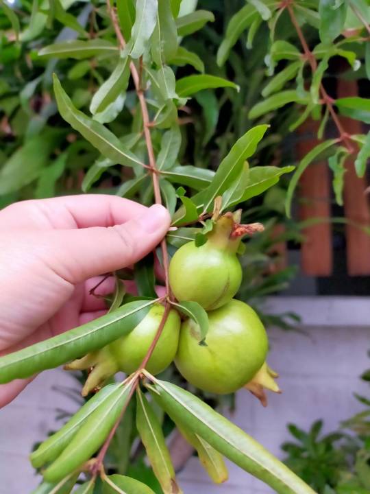 ต้นกล้าทับทิม-ต้นทับทิม-เพาะเมล็ด-พิลา-พิลาขาว-มะก่องแก้ว-pomegranate-unicaceae-สินค้าพร้อมส่ง
