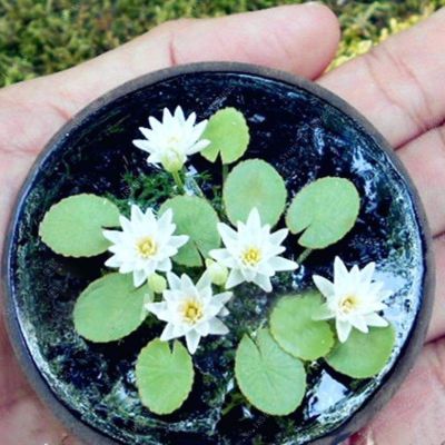 8 เมล็ด สีขาว เมล็ดบัว บัวญี่ปุ่น บัวญี่ปุ่นแคระ เมล็ดเล็ก ดอกดกทั้งปี ของแท้ 100% Lotus Waterlily seed มีคู่มีวิธีปลูก รหัส 005