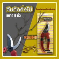 กรรไกรตัดกิ่ง ปากโค้ง 6นิ้ว Pruning shears แบบอย่างดี ลับคมให้พร้อม กรรไกรตัดกิ่งไม้ กรรไกรตัดแต่งกิ่งไม้ กรรไกรทำสวน กรรไกรแต่งกิ่งปากโค้ง