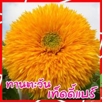 เมล็ดดอกไม้ ? Teddy Bear Sunflower  ทานตะวัน เทดดี้แบร์ เมล็ดทานตะวัน  50 เมล็ด