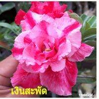 10 เมล็ด เมล็ดพันธุ์ ชวนชม สายพันธุ์ไต้หวัน ดอกสีชมพู Adenium Seeds กุหลาบทะเลทราย Desert Rose ราชินีบอนไซ อัตรางอก 80-90% มีคู่มือปลูก