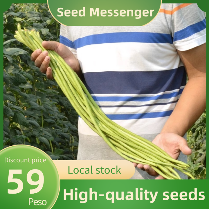 (Four Seasons Extra Long Bean Seed) High yield, climbing vine plant For