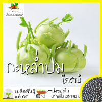 เมล็ดพันธุ์ กะหล่ำปมสีเขียว 500เมล็ด Green Vienna Kohlrabi Seed เมล็ดพันธุ์แท้100% นำเข้าจากต่างประเทศ ปลูกผัก สวนครัว