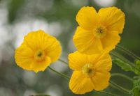 Plant Seeds เมล็ดพันธุ์ ไอซ์แลนด์ป็อปปี้ papaver nudicaule iceland poppy 1000 เมล็ด Plant Seeds เมล็ดพันธุ์นำเข้าจาก อังกฤษ