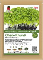 เมล็ดต้นอ่อนผักกาดขาวปลี เจ้าขุน9 Microgreen Chinese Cabbage Chao-Khun9 บรรจุ 10 g.