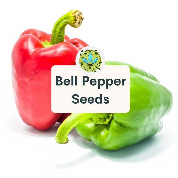 Sweet Pepper Vegetable 10 Seeds Outdoor Pot Plant Sale Lazada PH