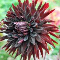 1 เหง้า/ชุุด รักเร่ Dahlia Bulb สายพันธุ์ Black Jack หัวรักเร่ ดอกไม้ ดอกรักเร่ เหง้า นำเข้า ยุโรป หัวสดใหม่ ผ่านการแช่เย็นแล้ว