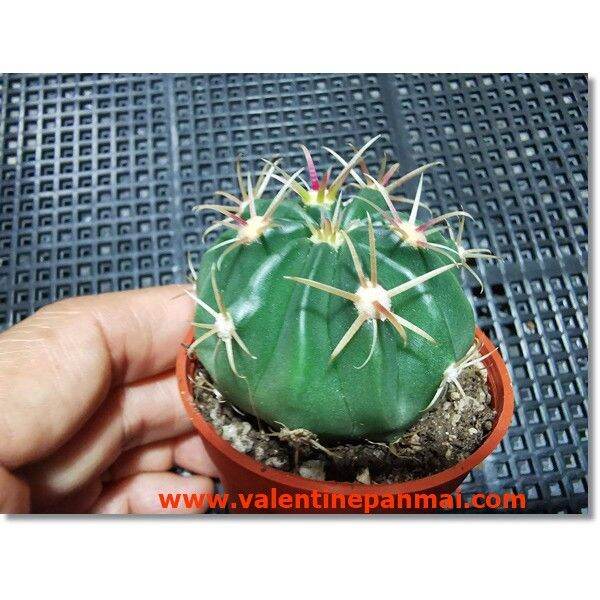 pro-โปรแน่น-ferocactus-latispinus-เพชร-ราคาสุดคุ้ม-พรรณ-ไม้-น้ำ-พรรณ-ไม้-ทุก-ชนิด-พรรณ-ไม้-น้ำ-สวยงาม-พรรณ-ไม้-มงคล