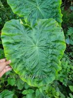 Colocasia  Green heart giant จัดส่งแบบล้างรากตัดใบ จัดส่งตามภาพที่3นะทางร้านมีของแถมให้ทุกกล่องนะค่ะและมีราคาส่งให้ด้วยค่ะ