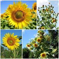 เมล็ดพันธุ์ ทานตะวัน สกายสแคปเปอร์ Skyscraper Sunflower Seed 15 เมล็ด คุณภาพดี ราคาถูก ของแท้