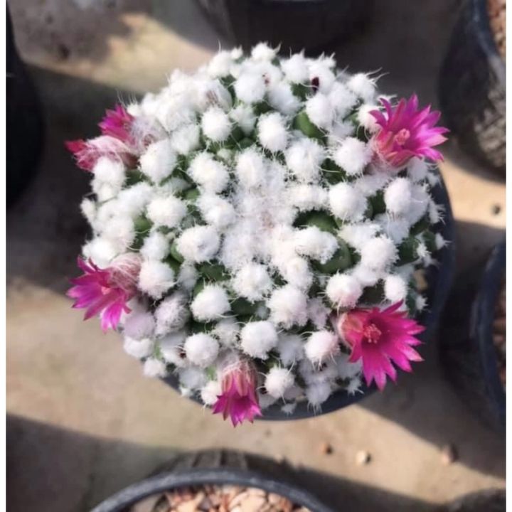 พร้อมส่ง-โปรโมชั่น-อิรุซามุ-mammillaria-erudamu-เพชร-แคคตัส-ส่งทั่วประเทศ-พรรณ-ไม้-น้ำ-พรรณ-ไม้-ทุก-ชนิด-พรรณ-ไม้-น้ำ-สวยงาม-พรรณ-ไม้-มงคล