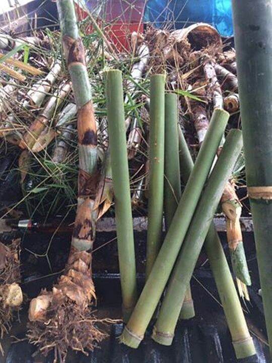 ขายส่ง-100-เมล็ด-ไผ่ข้าวหลามกาบแดง-tinwa-bamboo-ไผ่ปล้องยาว-ชื่ออื่นว่า-ไม้ข้าวหลาม-ขุยป้าง-ว่าบลอ-แม่พล้อง-ไผ่เผาข้าวหลาม-ไผ่-เมล็ดพันธุ์