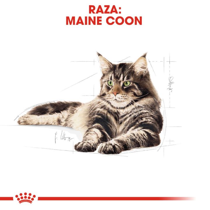 แบ่งขาย-royal-canin-maine-coon-adult-1-กก-สำหรับแมวโตพันธุ์เมนคูน