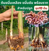 ต้นขมิ้นชัน ต้นขมิ้นเหลือง ขมิ้นแกง ชุด 10 ต้น พร้อมราก สำหรับปลูก