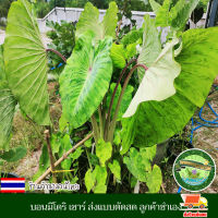 บอน บอนมิโดริ เซาร์ โคโลคาเซีย มิโดริ ซาวร์ Colocasia Midori Sour แบบตัดสด ลูกค้าชำเอง สายพันธุ์แท้ สีของก้านจะเป็นสีเขียว ออกชมพู ใบสีเขียวลาย