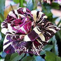 30 เมล็ด เมล็ดพันธุ์ กุหลาบ สตาร์แอนด์สไตร้พส์ Tiger Striped Rose Seed สี ขาว-ม่วง ดอกใหญ่ นำเข้าจากต่างประเทศ พร้อมคู่มือ เมล็ดสดใหม่