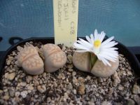 10 เมล็ด ไลทอป กระบองเพชร ไม้อวบน้ำ กุหลาบหิน แคคตัส Living Stones Lithops เมล็ดใหม่ สายพันธุ์ julii (littlewoodii) C218