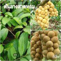 ต้นลางสาดหอม ลางสาด(เสียบยอด)พันธุ์แท้100% ผลดก ติดผลไว ต้นสูง60เซน(1ต้น)