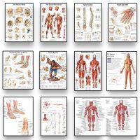 Human Anatomy Body Organ กระดูกภาพ HD โปสเตอร์ภาพวาดผ้าใบและ Printmaking Deco ภาพจิตรกรรมฝาผนัง Home Room Wall Art ตกแต่ง Cuadro-งานศิลปะยอดนิยม