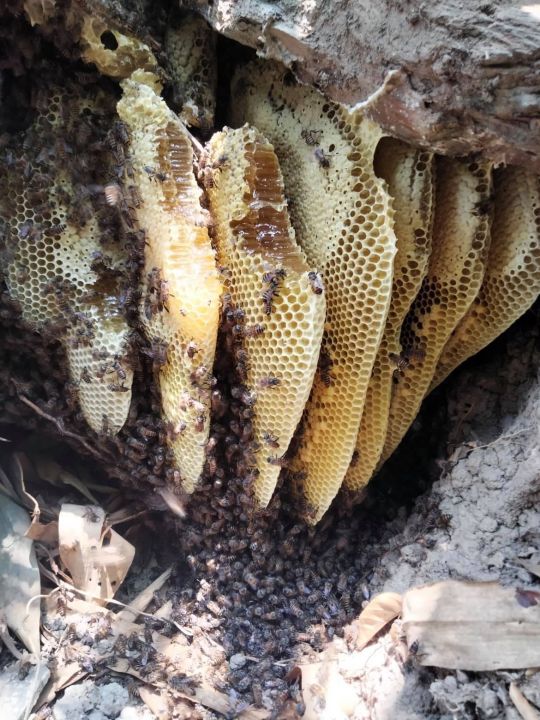 น้ำผึ้งป่าน้ำผึ้งเดือน5-100-หาแบบธรรมชาติสะอาดปลอดภัยอุดมไปด้วยประโยชน์-250ml