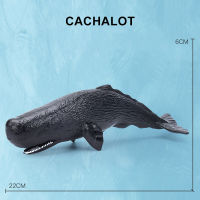 จำลองทะเล Sea Life ปลาวาฬ Figurines ฉลาม Cachalot แอ็คชั่นมหาสมุทรสัตว์รุ่นปลาโลมา Hammerhead ของเล่นเพื่อการศึกษา