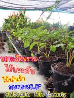 1 กระถาง บอนเสือพราน Colocasia Hilo beauty ไม้นำเข้า ส่งพร้อมกระถาง จากไทย