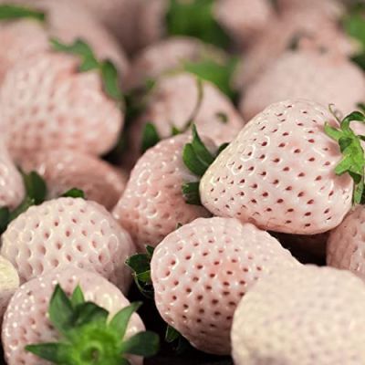 20 เมล็ด White Fragaria Vesca Strawberry เมล็ดสตอเบอร์รี่ ของแท้ 100% สตรอเบอร์รี่ สตอเบอรี สตอเบอรี่ อัตรางอก 70-80% Strawberry seeds มีคู่มือวิธีปลูก