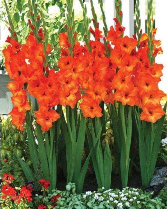 10หัว/ชุด สีส้ม แกรนดิโอลัส (Gladiolus Bulb) หรือดอกซ่อนกลิ่นฝรั่ง เป็น