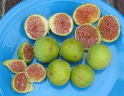 10 เมล็ด เมล็ดมะเดื่อฝรั่ง Figs สายพันธุ์ Conadria (คอนาเดีย) ของแท้ 100% มะเดื่อฝรั่ง หรือ ลูกฟิก (Fig) อัตราการงอก 70-80% Figs Seed มีคู่มือวิธีปลูก