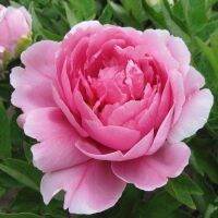 20 เมล็ด เมล็ดโบตั๋น ดอกโบตั๋น ดอกพีโอนี (Peony) สีชมพู Pink Peony ดอกไม้นี้​เป็นสัญลักษณ์ของความมั่งคั่งร่ำรวย ความซื่อสัตย์ อัตราการงอกสูง 70-80%