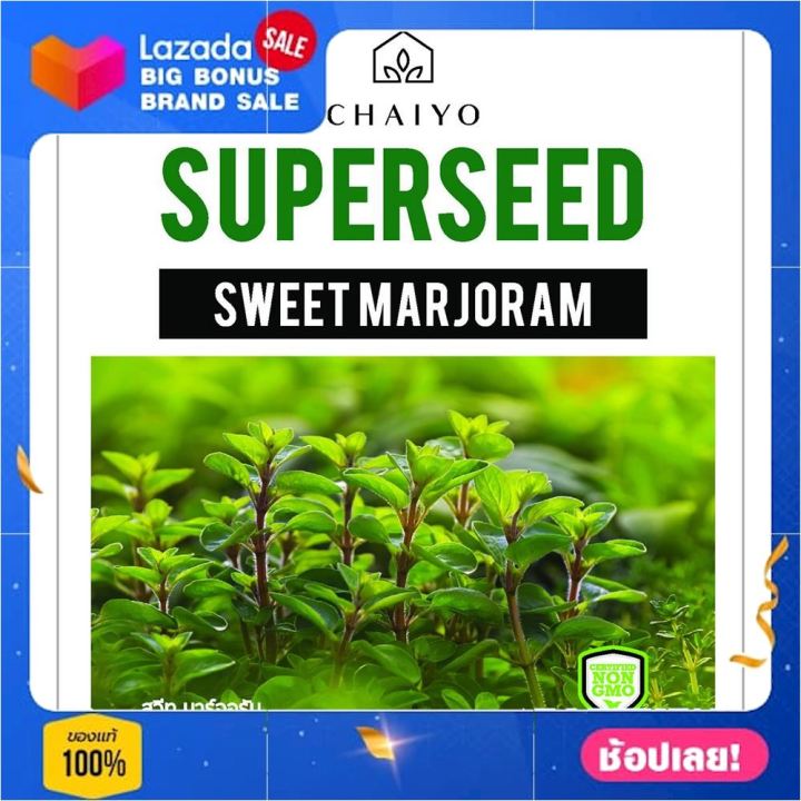 เมล็ดพันธุ์สวีท มาร์จอรัม ชัยโย 380 เมล็ด เมล็ดพันธุ์พืช Seed farm garden