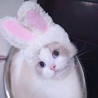 Cute Soft Rabbit Ears Cat Dog Caps White Pink Plush For Small Cap Dogs Hat Pet Cats Puppy J4K7