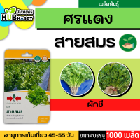 ศรแดง ?? ผักชี สายสมร ขนาดบรรจุประมาณ 1000 เมล็ด อายุเก็บเกี่ยว 45-55 วัน