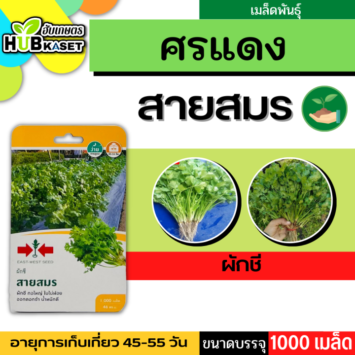 ศรแดง 🇹🇭 ผักชี สายสมร ขนาดบรรจุประมาณ 1000 เมล็ด อายุเก็บเกี่ยว 45-55 วัน