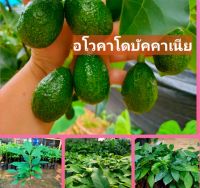 อโวคาโดพันธุ์บัคคาเนีย เนื้อละเอียด เเน่น รสมัน เหนียวหนึบ ไม่ทนน้ำท่วมขัง ปลูกได้ทั้งปี ต้นเสียบยอด ต้นละ 399 บาท