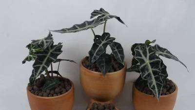 Woww สุดคุ้ม T14 แก้วสารพัดนึก งานพรีเมี่ยม เกษตร 32 (ALOCASIA SANDERIANA BULL) กระถาง 6 นิ้ว สูง 30-35 cm ไม้ประดับไม้มงมล ใบสวย เลี้ยงง่าย ราคาโปร พรรณ ไม้ น้ำ พรรณ ไม้ ทุก ชนิด พรรณ ไม้ น้ำ สวยงาม พรรณ ไม้ มงคล