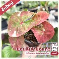 Chanrak.plants ต้นใหญ่ บอนสี เจ้าปอแก้ว (จัดส่งฟรี)