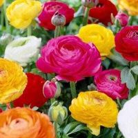 20 เมล็ด เมล็ดพันธุ์ persian buttercup ดอกบัตเตอร์คัพ (Buttercup) คละสี นำเข้าจากต่างประเทศ Garden Seeds