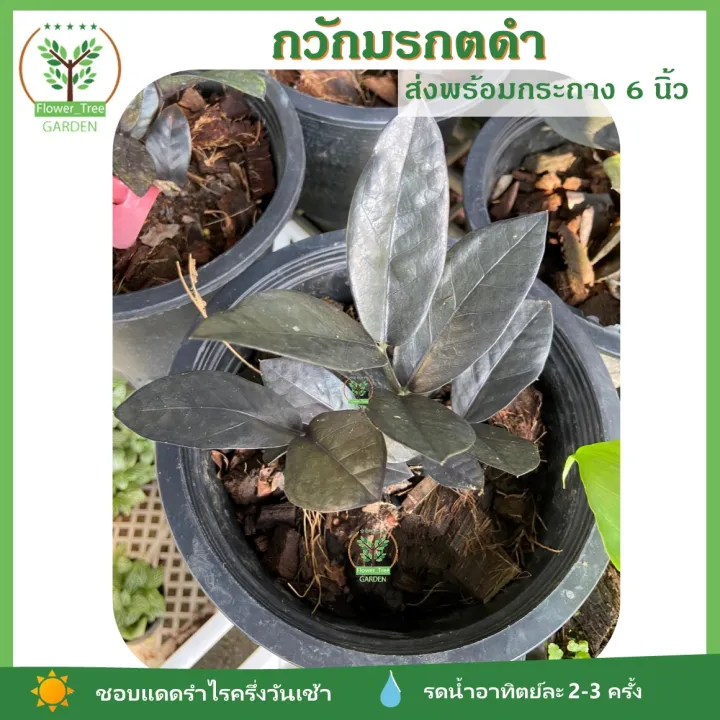 กวักดำ เก็บไว้เปรียบเทียบ Pamathegardener กวักมรกตดำ พร้อมกระถางขนาด 6 นิ้ว Th 6365