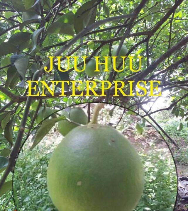 POMELO ( LIMAU BALI ) Buah Manis Dari Ipoh Perak berat antara 0.5kg 0