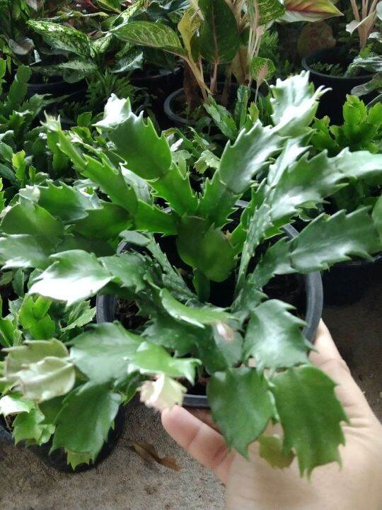 ต้นดอกโบตั๋นแคระหรือคริสมาสแคคตัส-christmas-cactus-จัดส่งแบบสุ่มดอกคละสี-ชมพู-แดง-ขาว-ส้ม-ม่วง-กระถาง5นิ้ว-ชอบแดดรำไร-เลี้ยงง่ายทนไม่ชอบน้ำ